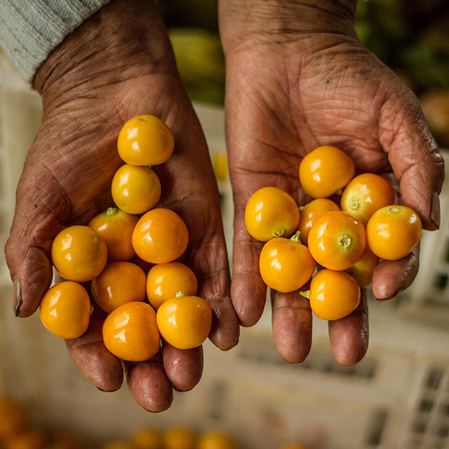 Two outstretched hands hold fresh golden berries