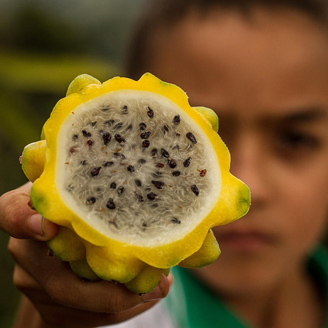 Closeup cross section dragon fruit, help by child