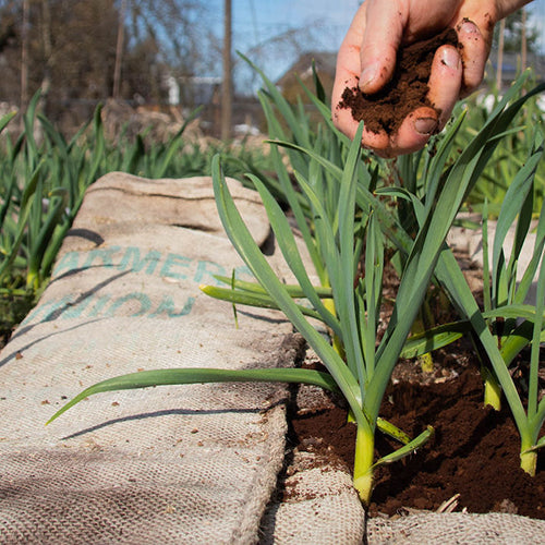 Organic composting for gardens with coffee grounds